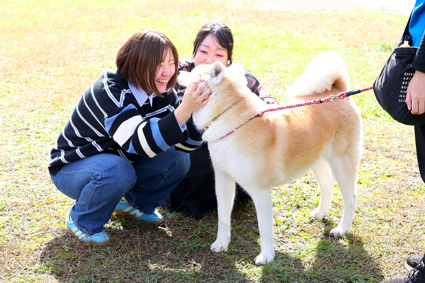秋田犬ふれあい処in千秋公園