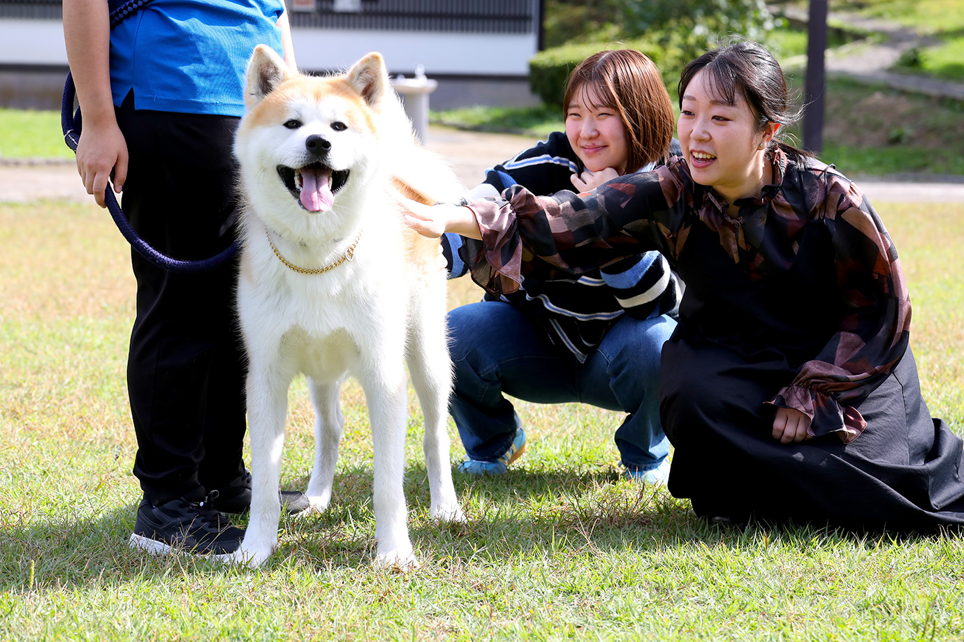 秋田犬ふれあい処in千秋公園