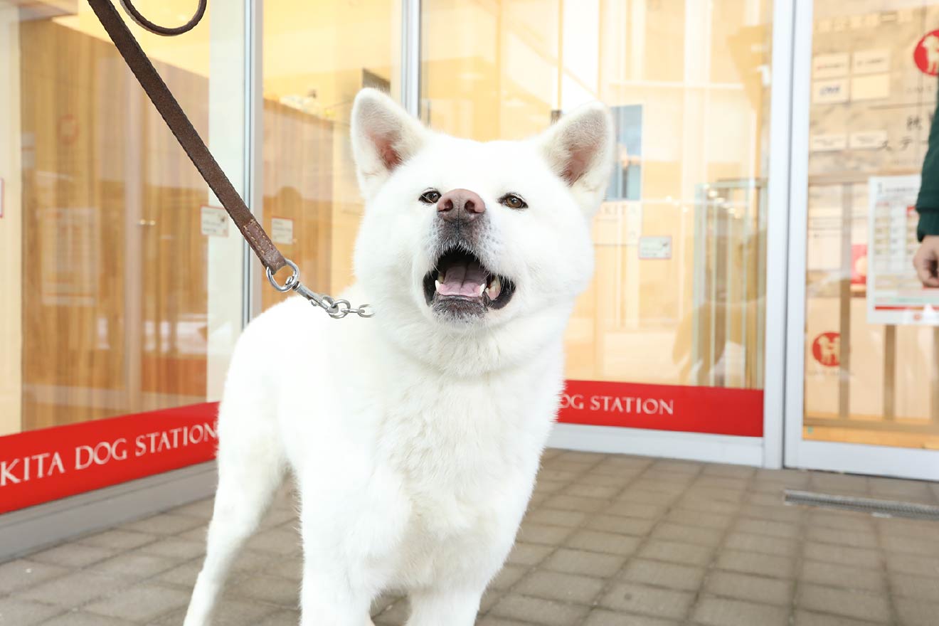秋田犬ステーション