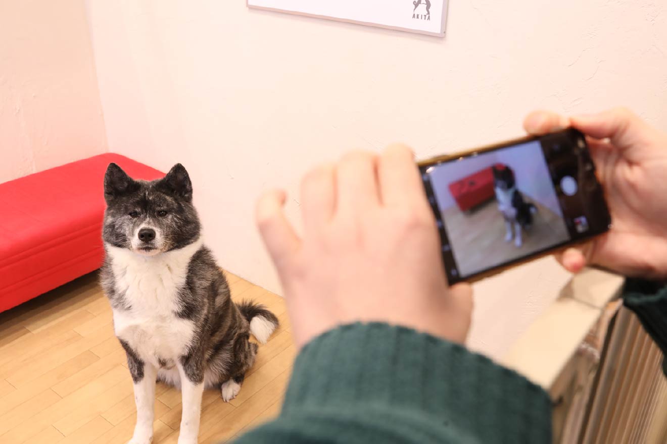 秋田犬ステーション