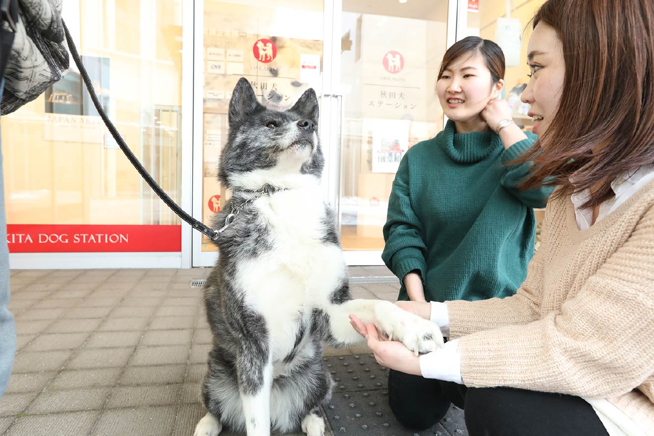 秋田犬ステーション