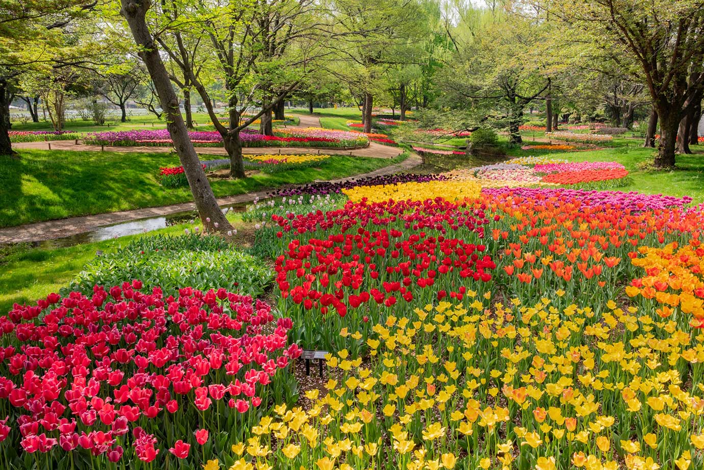 国営昭和記念公園