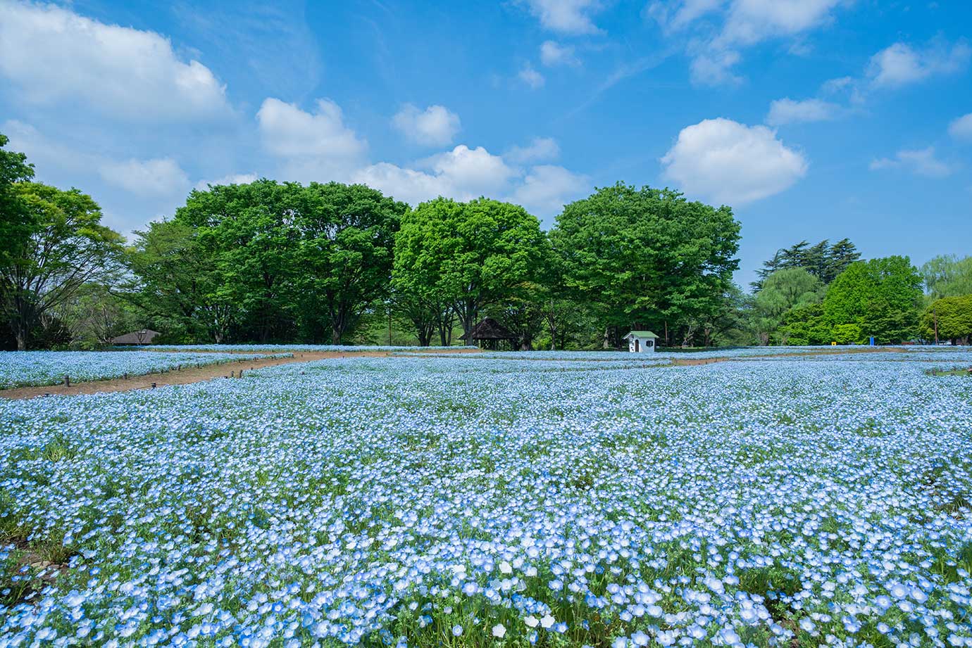 国営昭和記念公園
