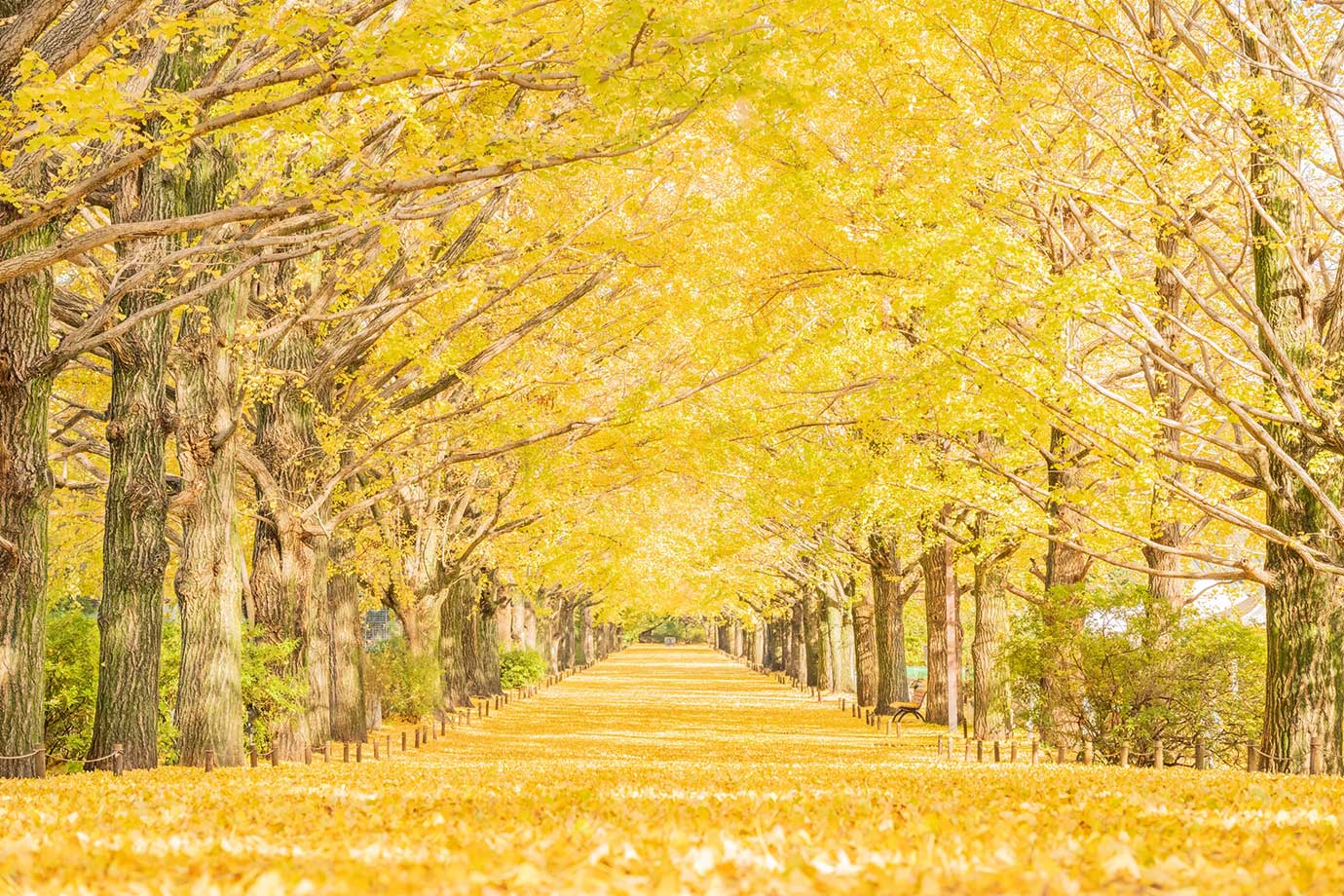 国営昭和記念公園
