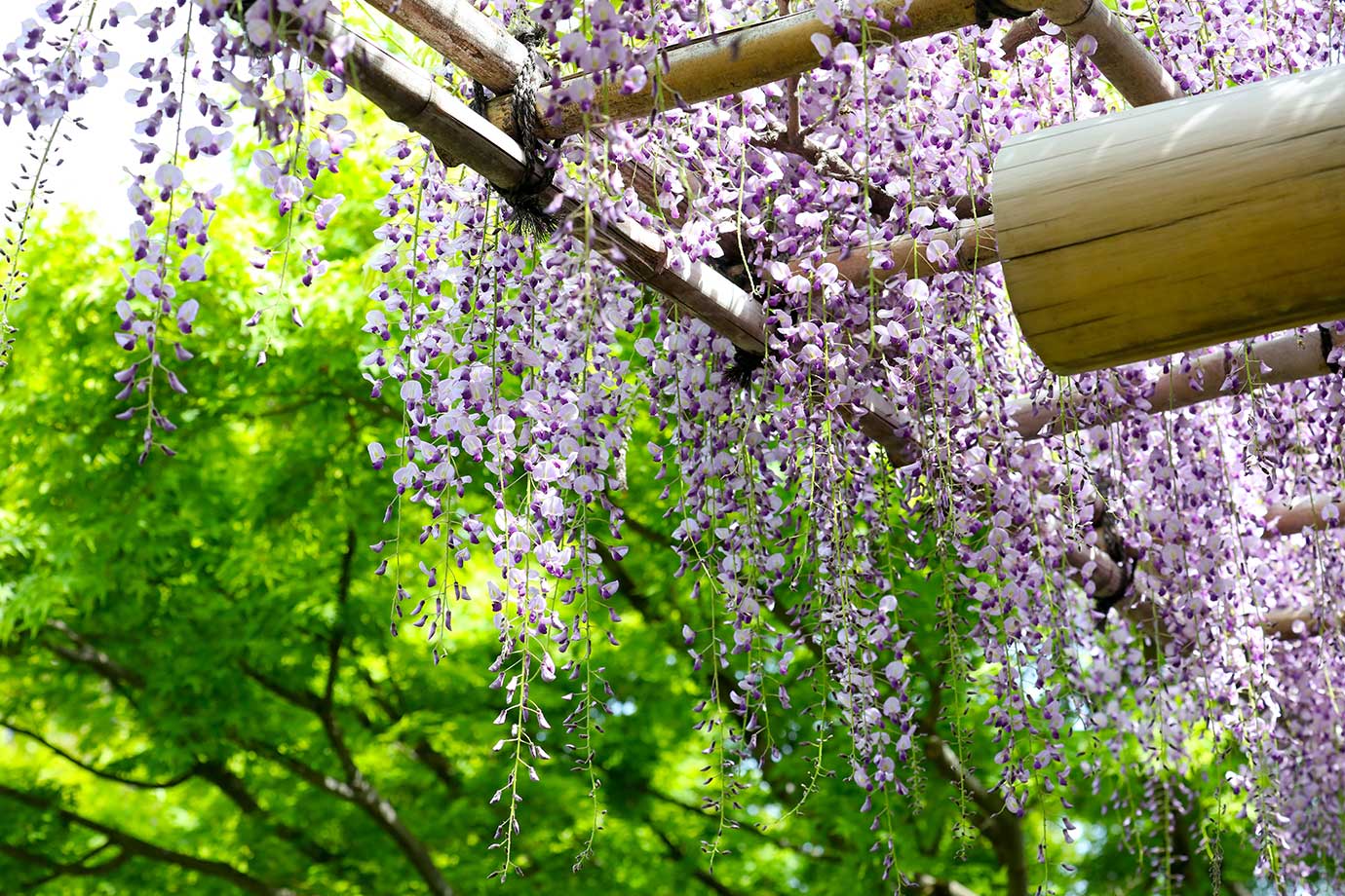 殿ヶ谷戸庭園