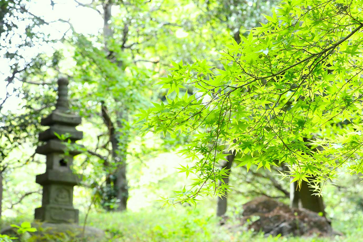 殿ヶ谷戸庭園