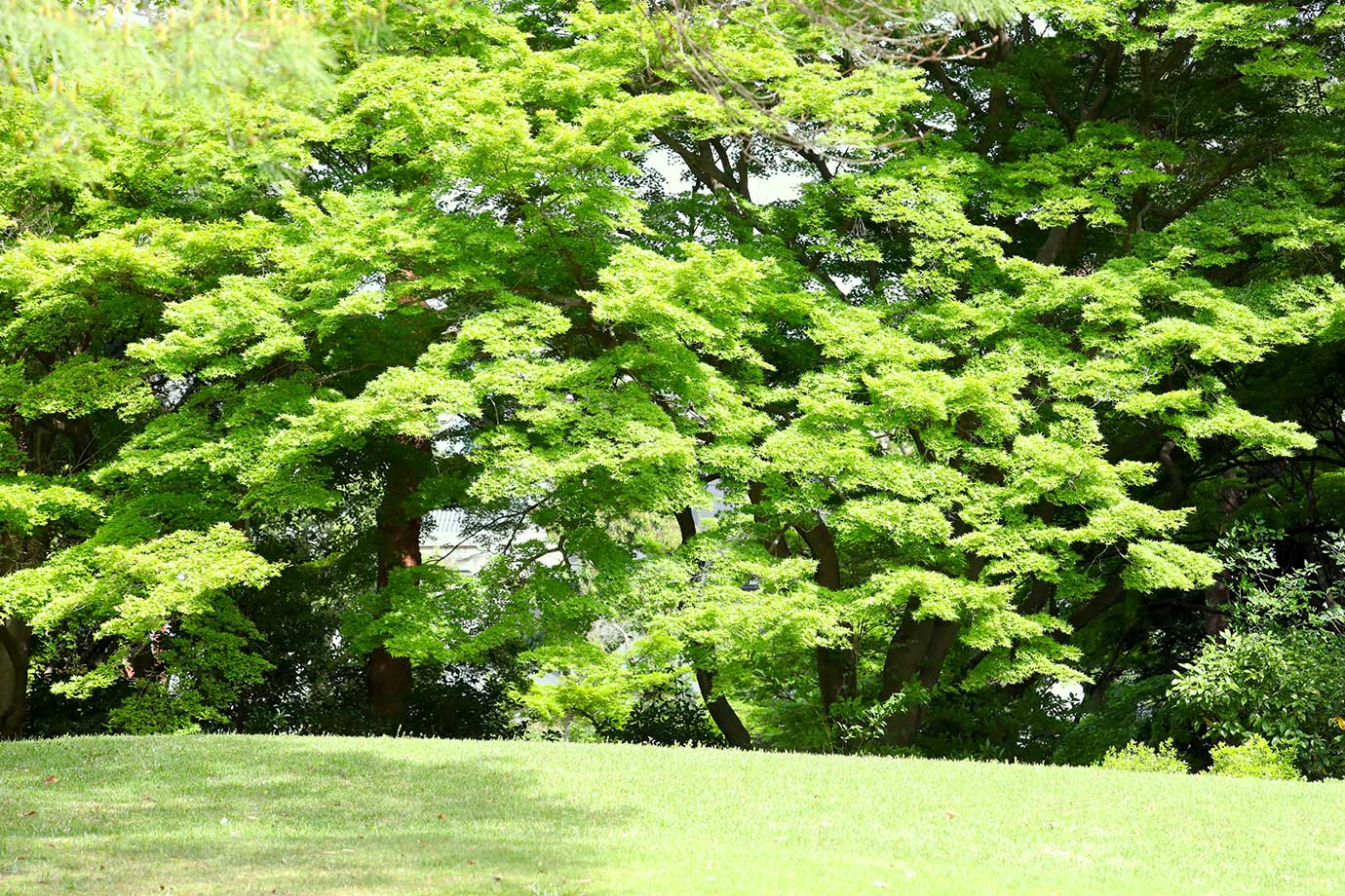 殿ヶ谷戸庭園