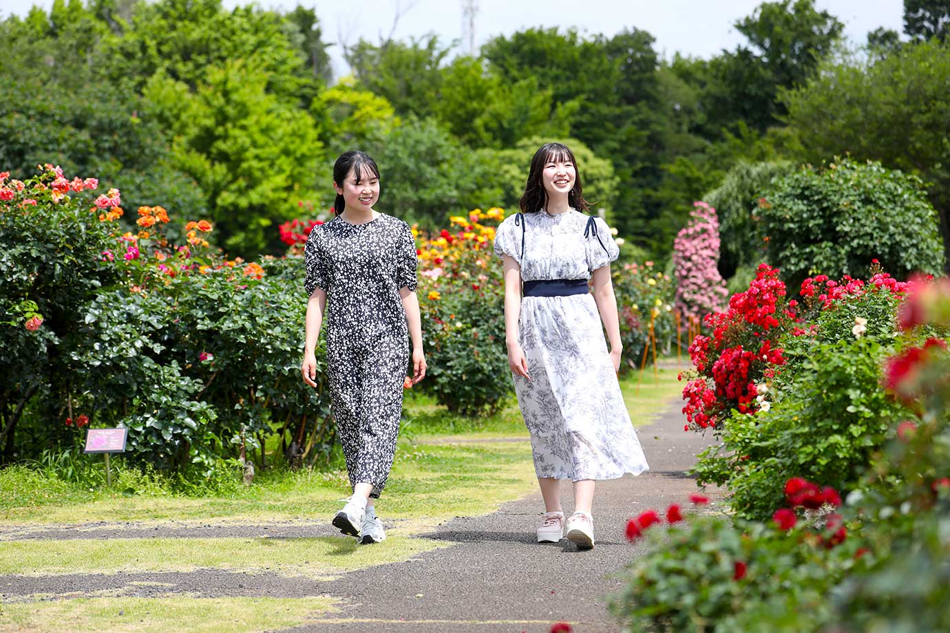 京成バラ園