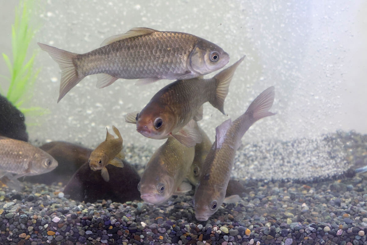 荒川で見られる魚たち