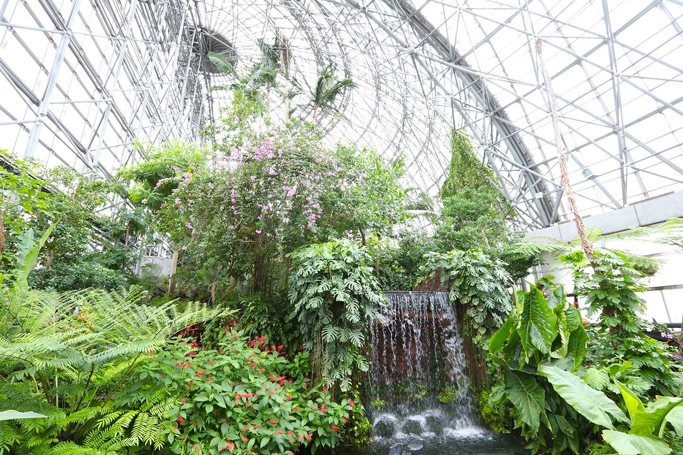夢の島熱帯植物館