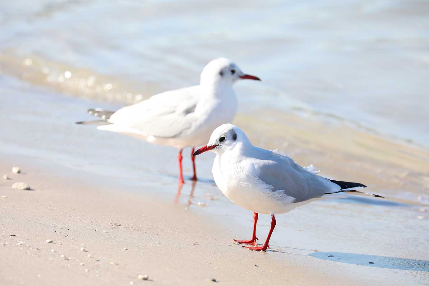 お台場海浜公園