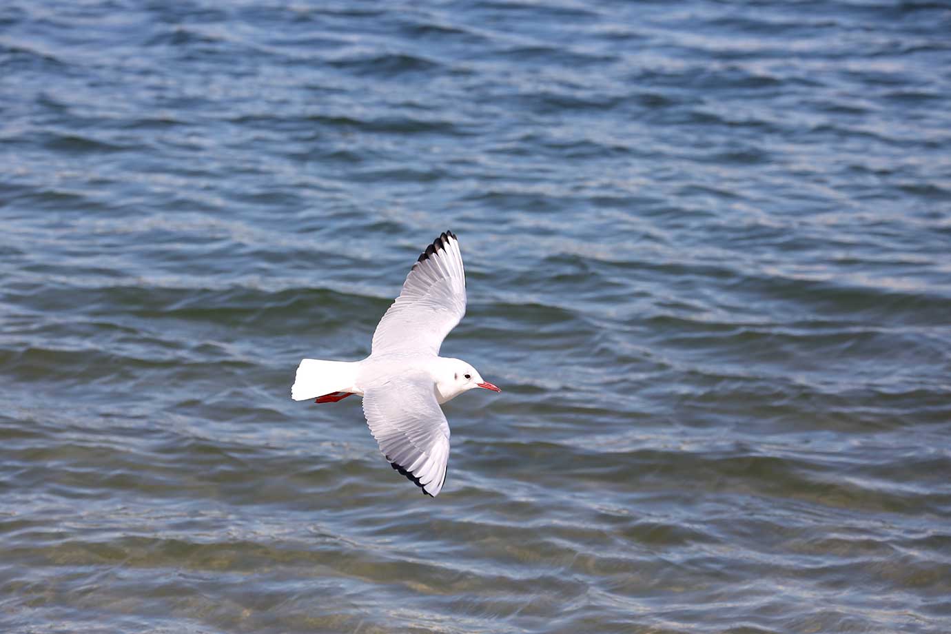 お台場海浜公園