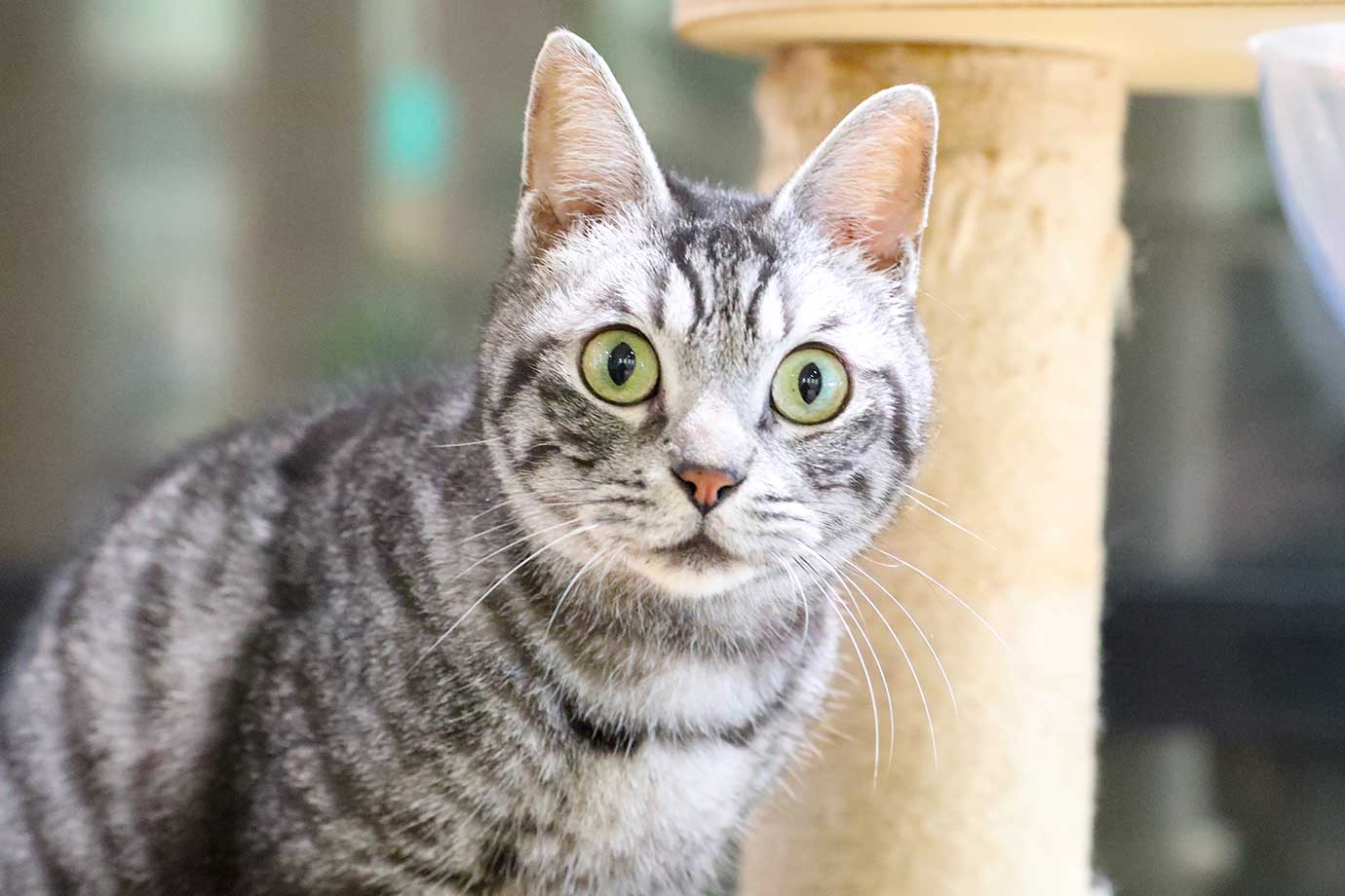 動物たちが暮らす 森アニミル