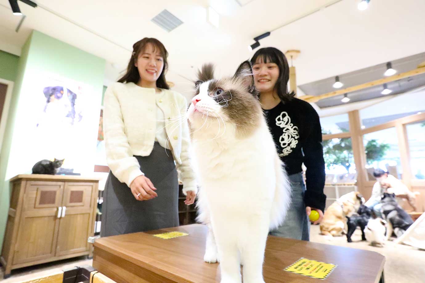 動物たちが暮らす 森アニミル