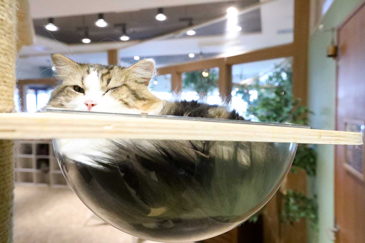 動物たちが暮らす 森アニミル