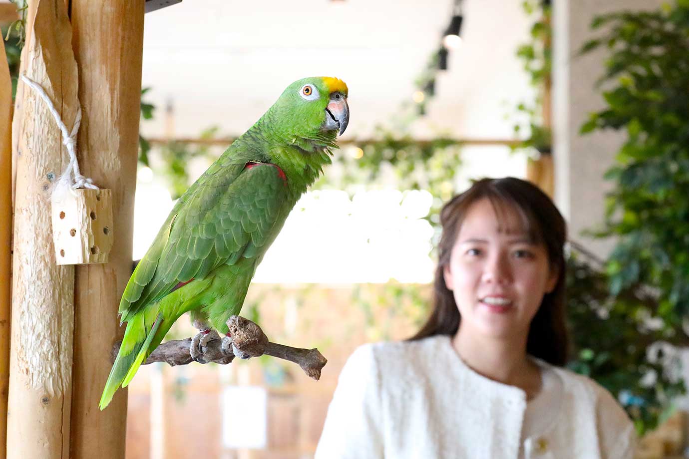 動物たちが暮らす 森アニミル