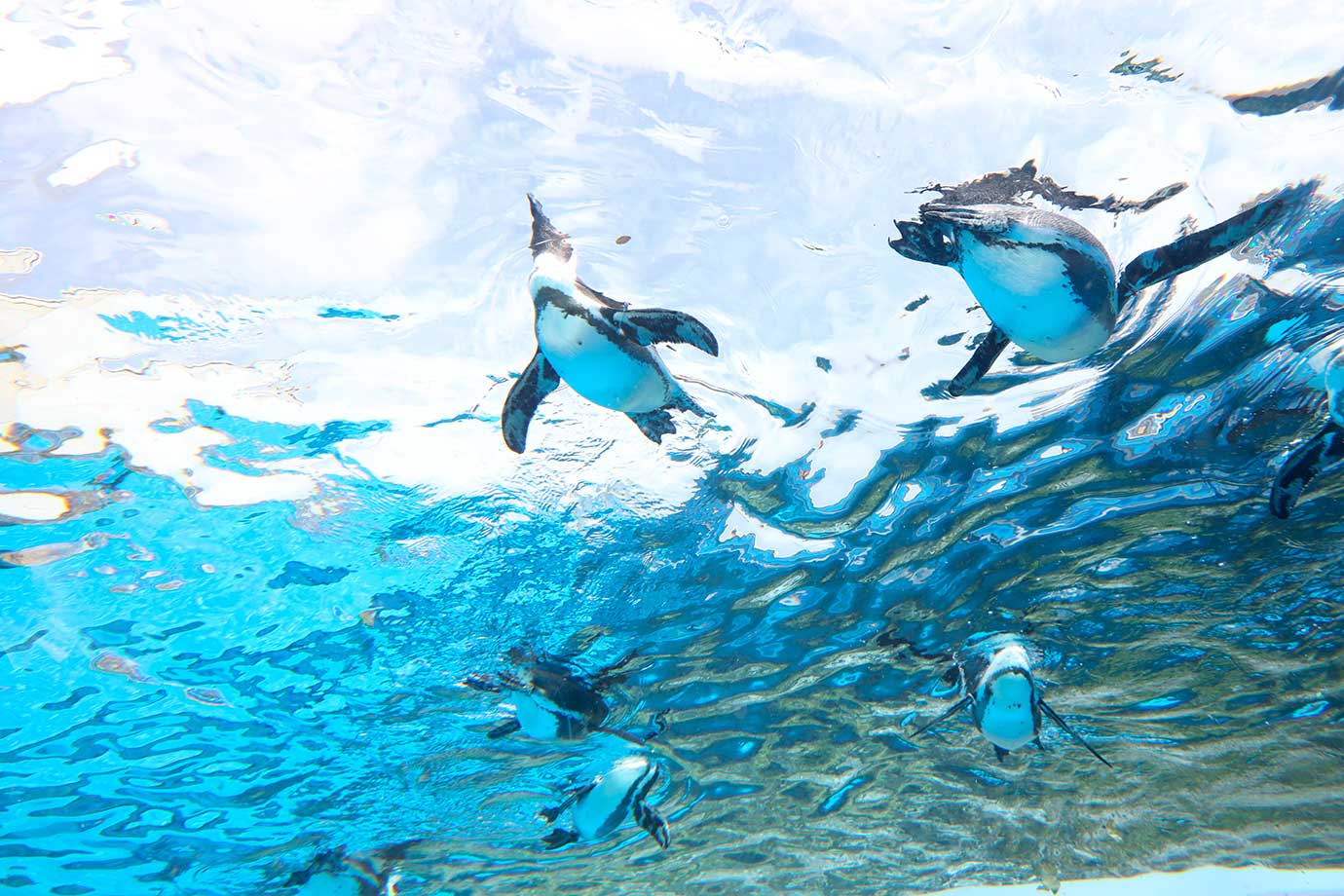 サンシャイン水族館