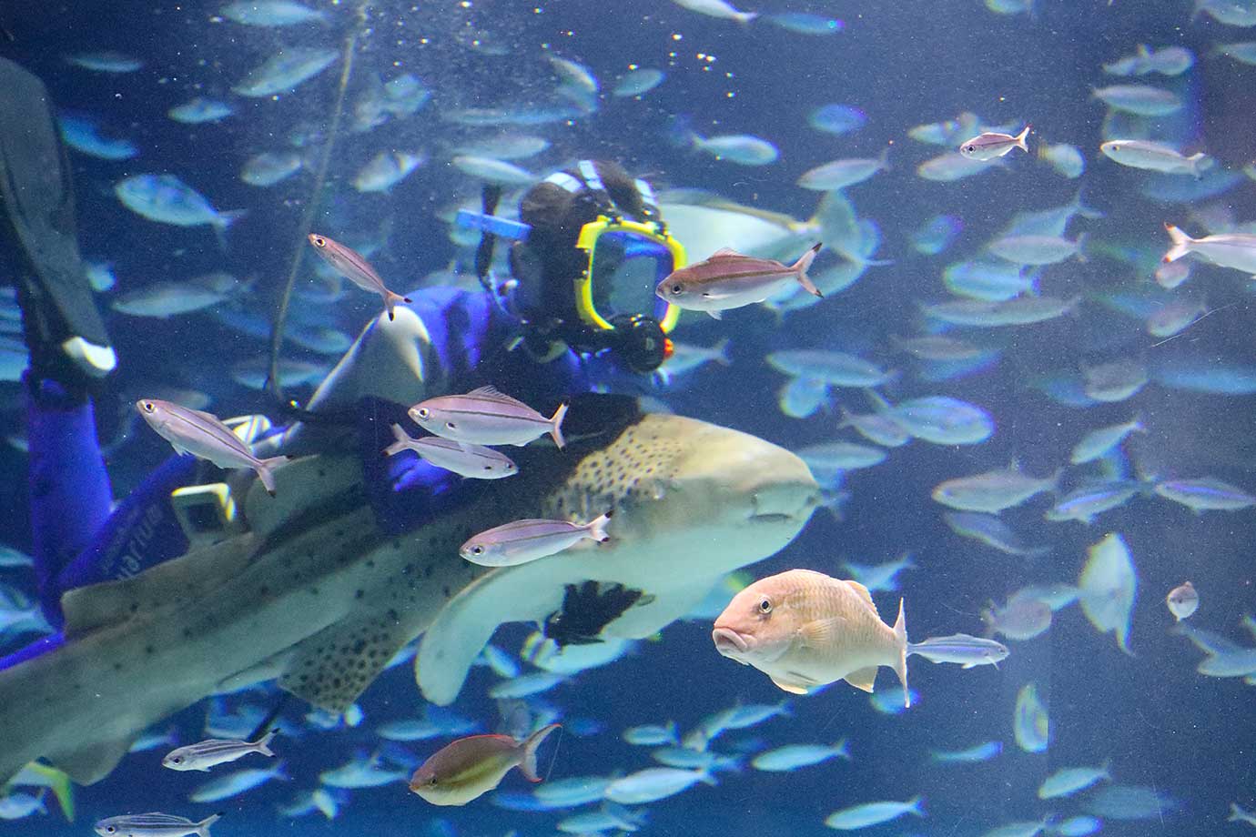 サンシャイン水族館