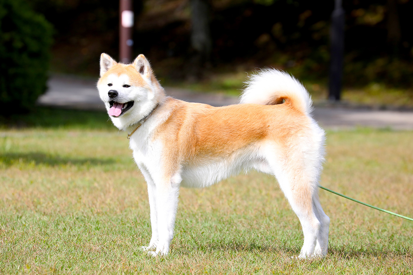 Akita Inu Fureaidokoro in Senshu Park