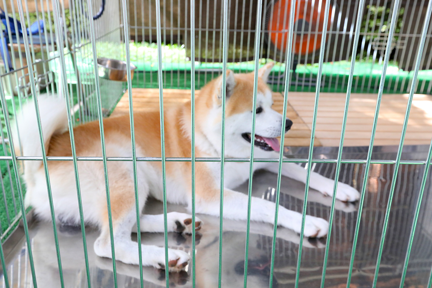Akita Inu Fureaidokoro in Senshu Park