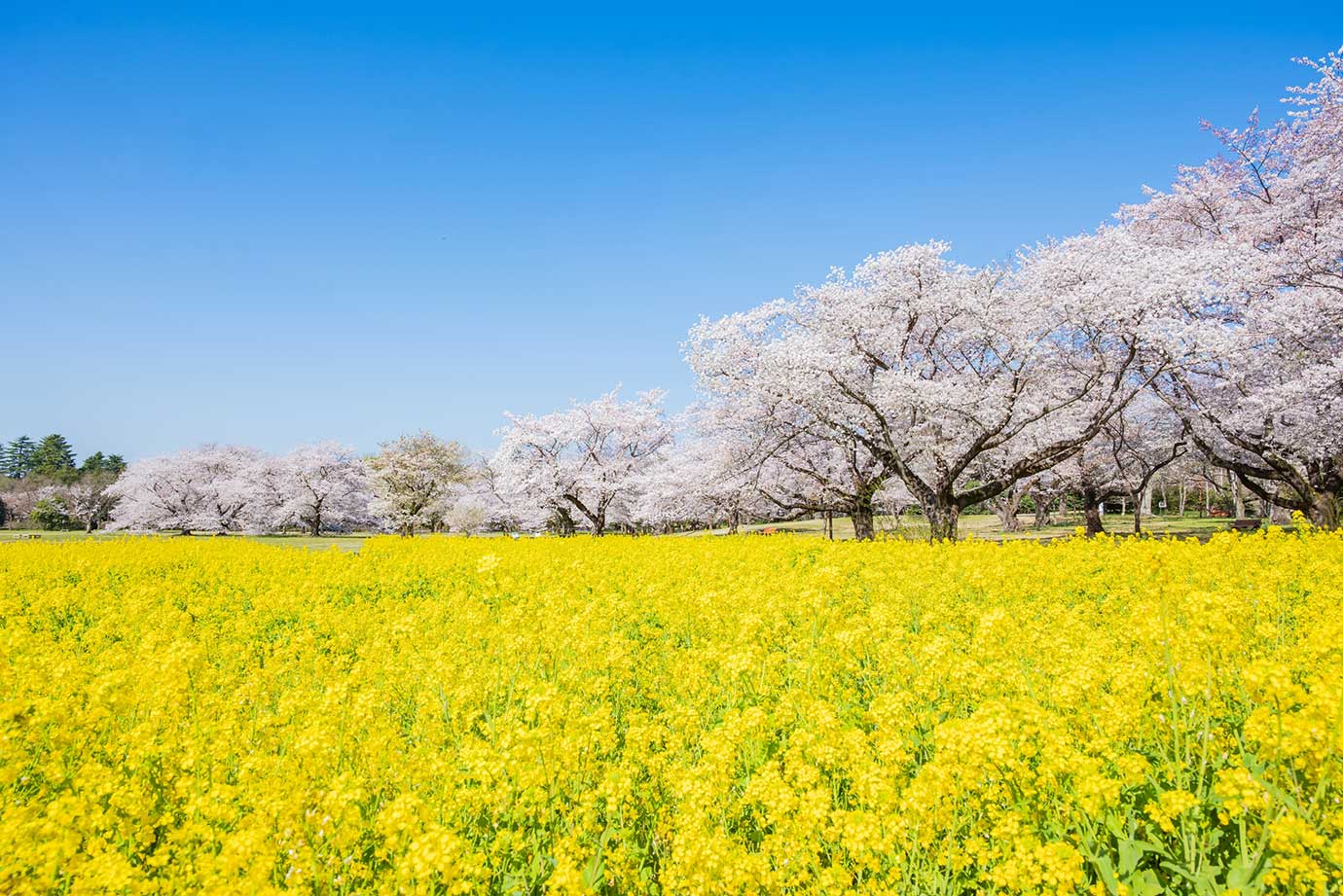 Showa Kinen Park