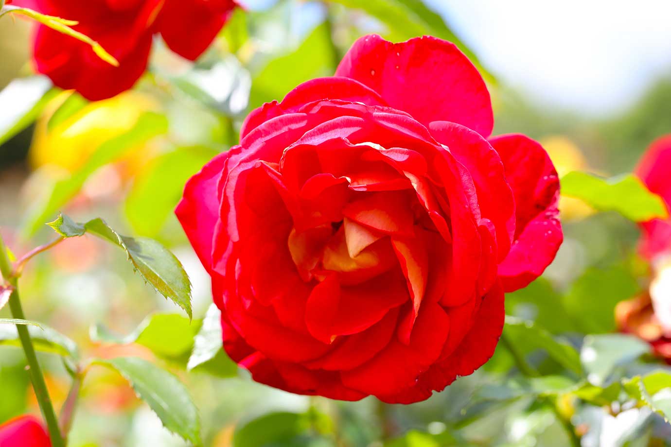 Keisei Rose Garden