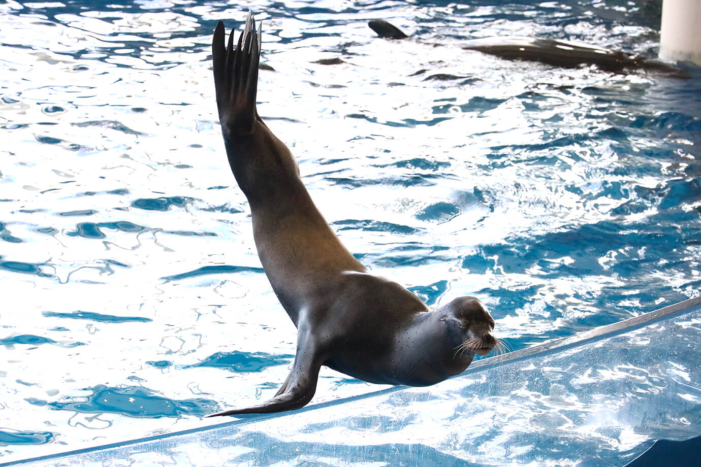 水上世界茨城縣大洗水族館