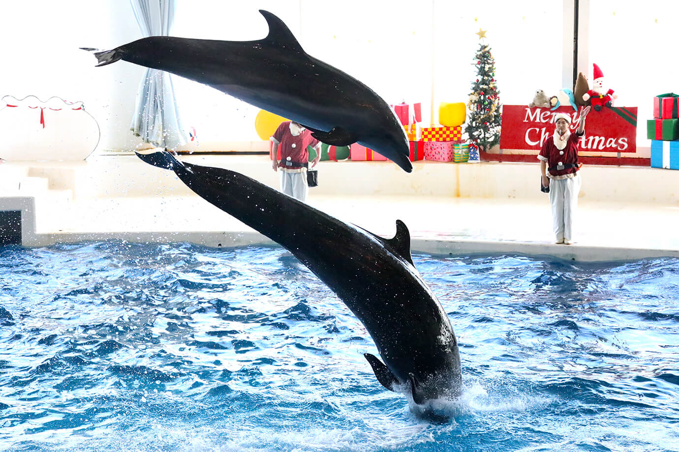 水上世界茨城縣大洗水族館