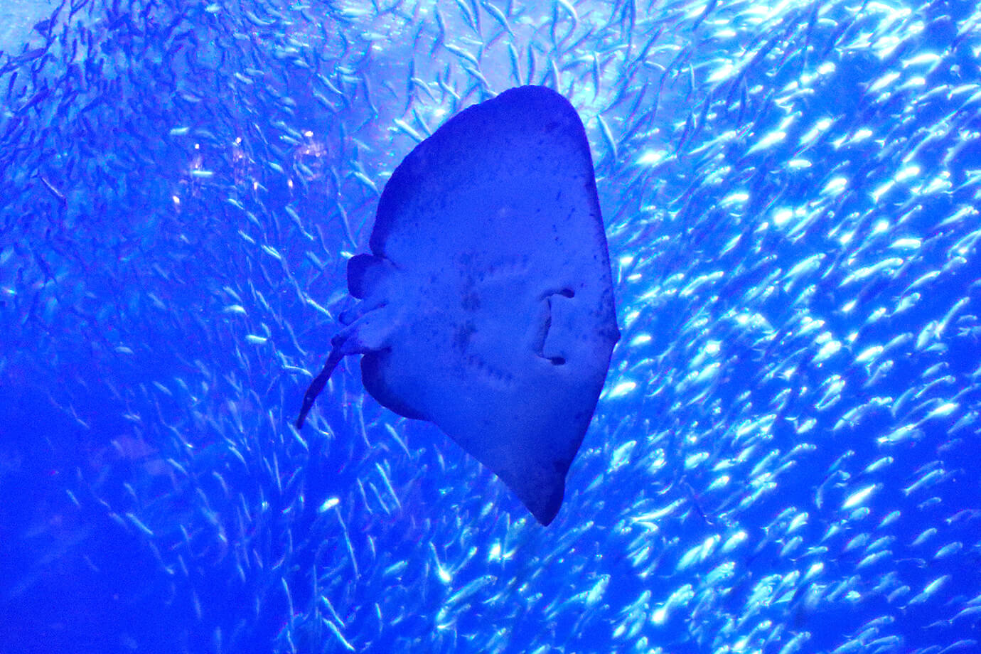 水上世界茨城縣大洗水族館