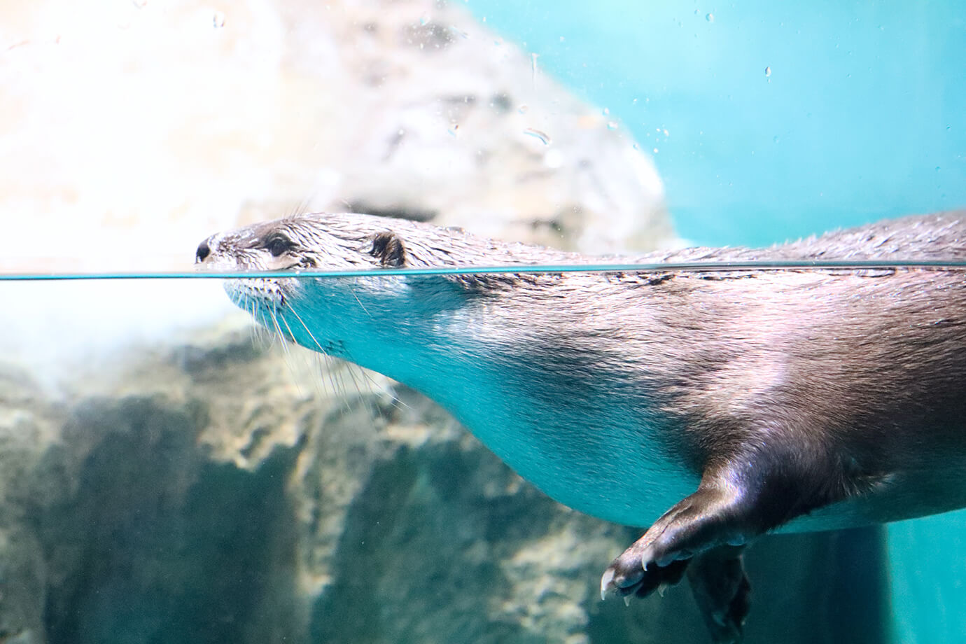 水上世界茨城縣大洗水族館