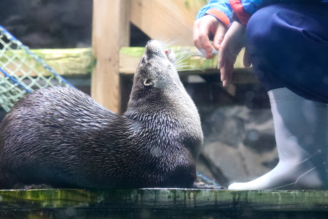 水上世界茨城縣大洗水族館