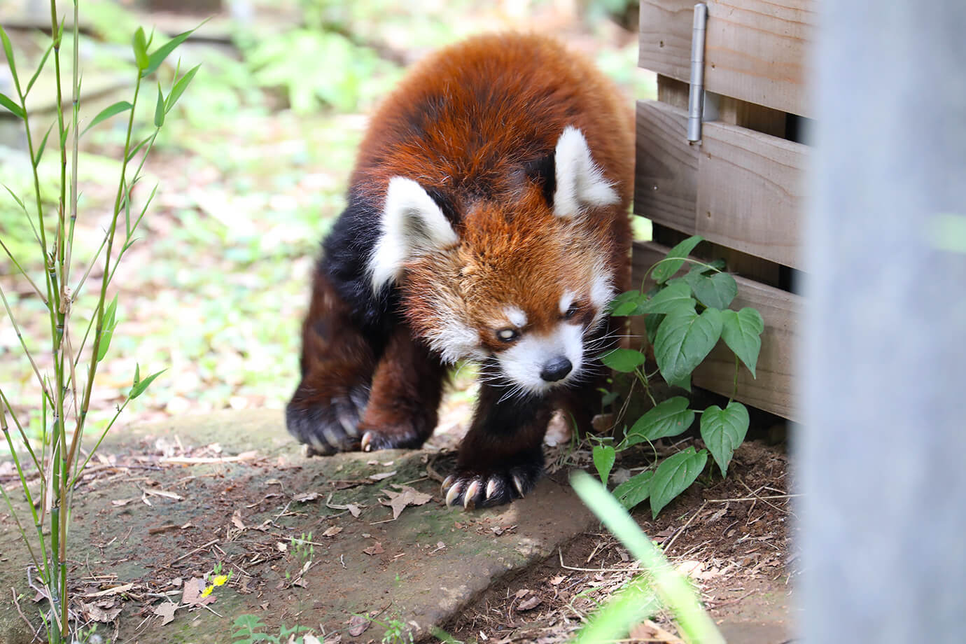 千葉市動物公園