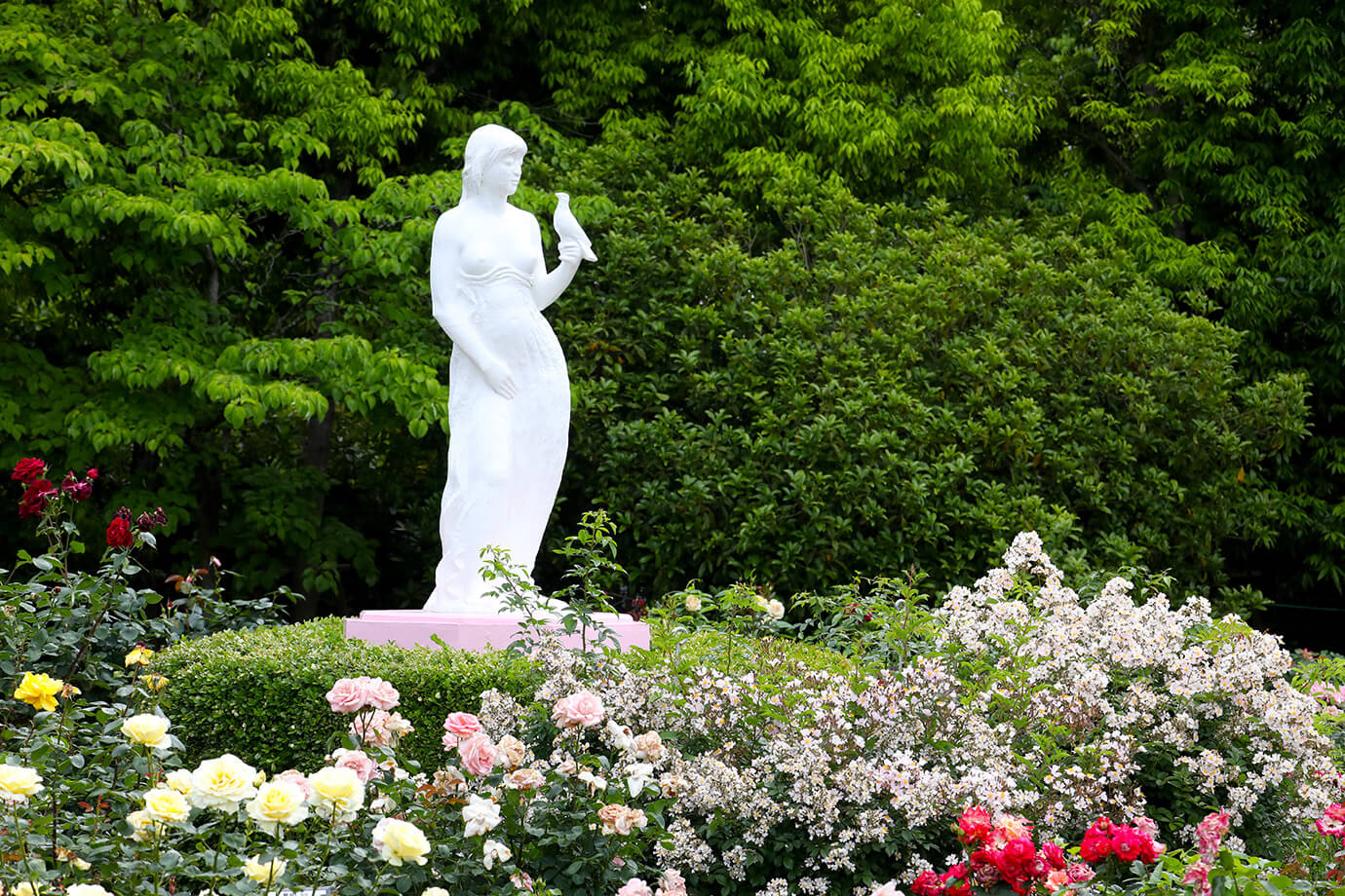 習志野市谷津玫瑰園