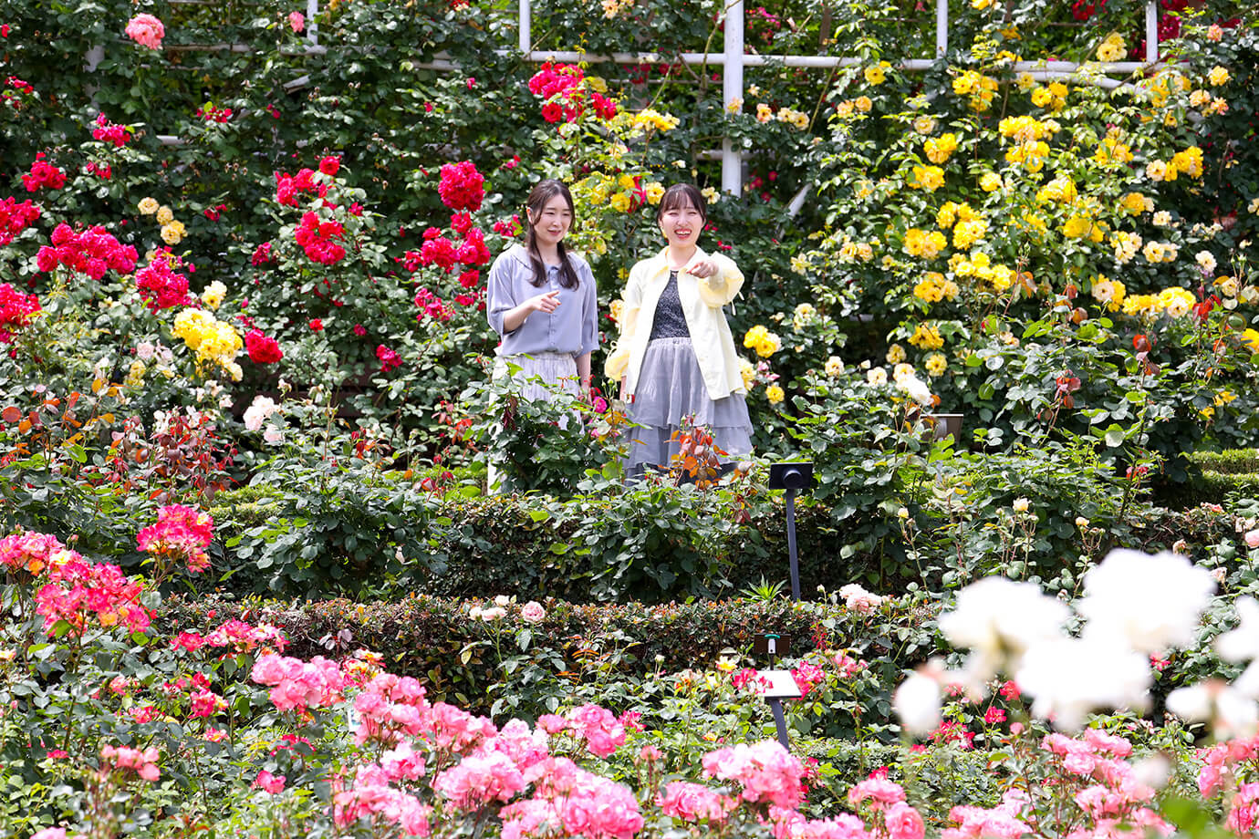 習志野市谷津玫瑰園