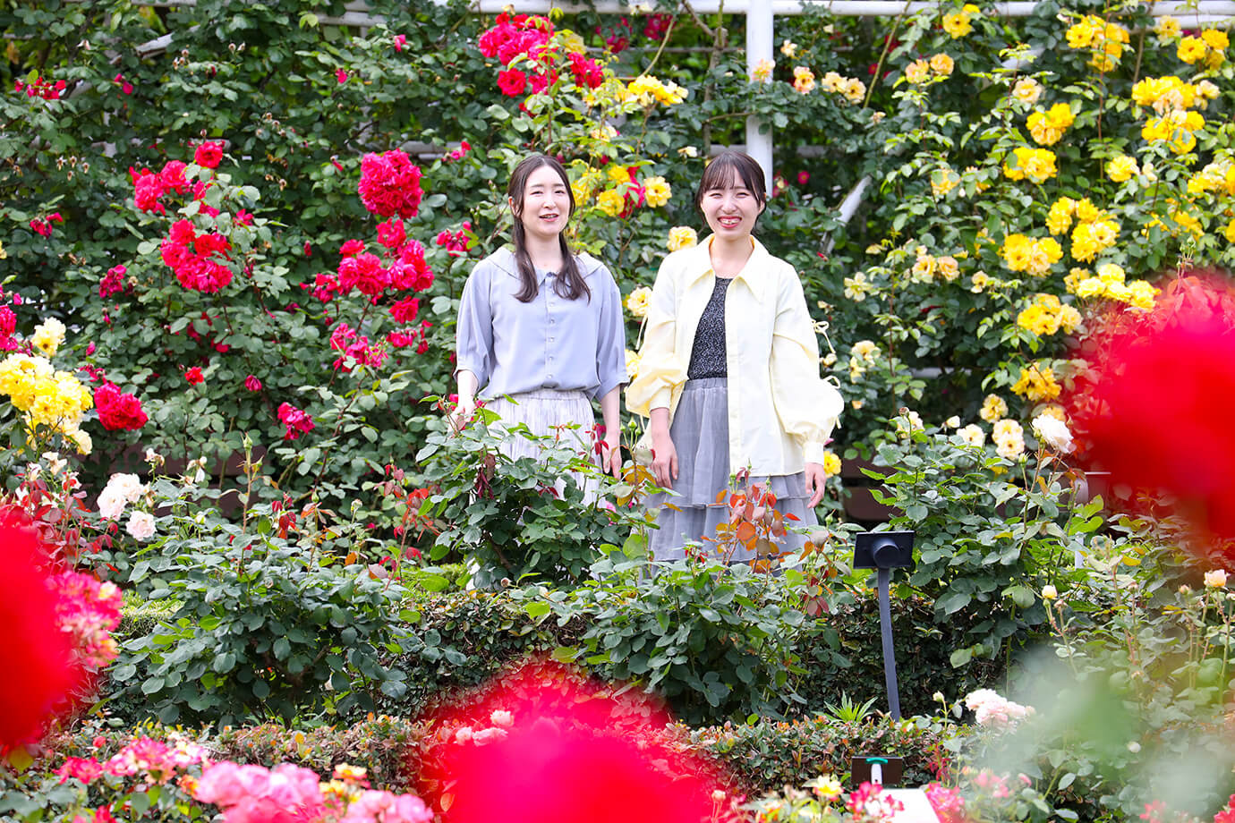 習志野市谷津玫瑰園