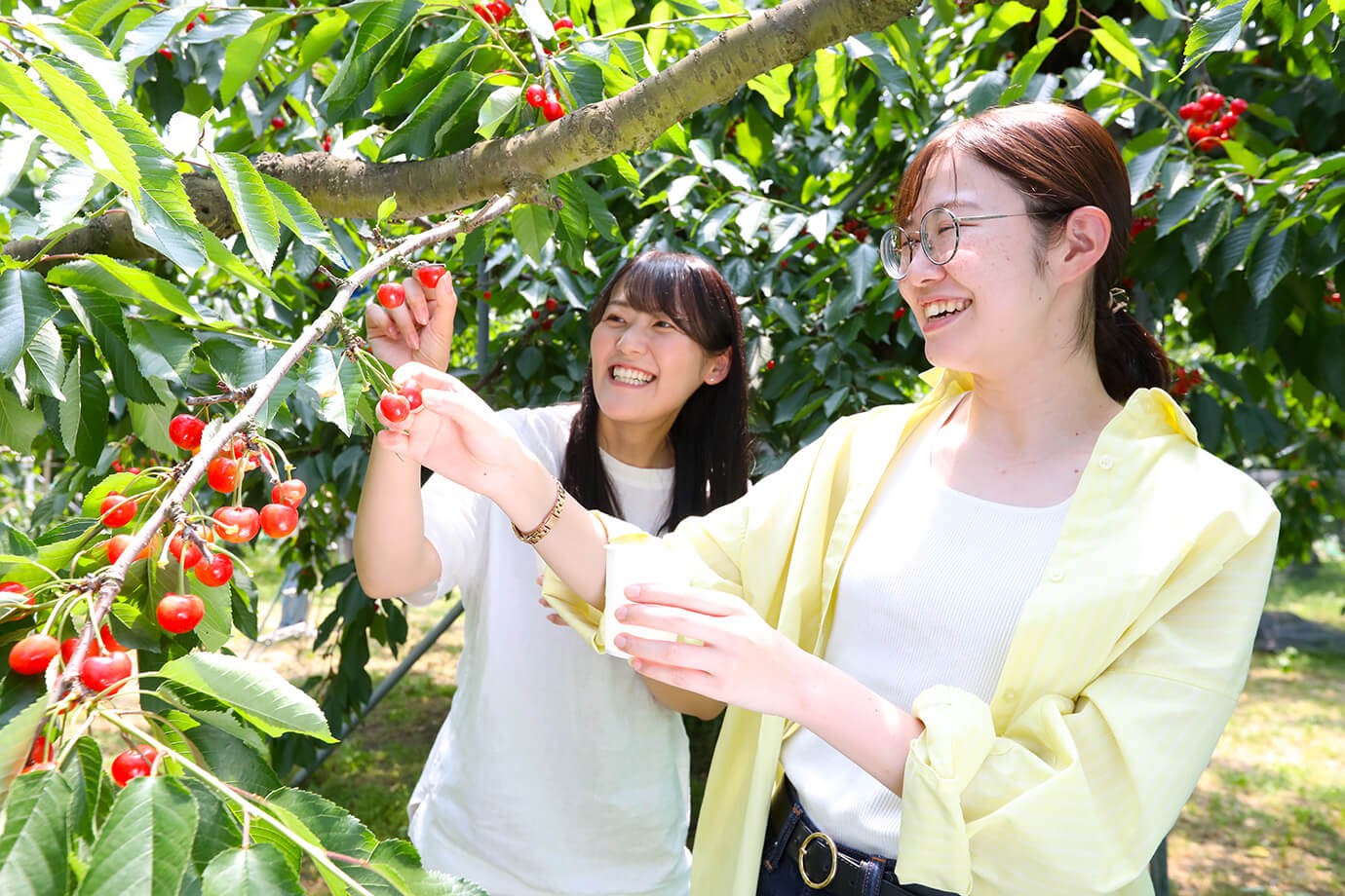 松田觀光果樹園