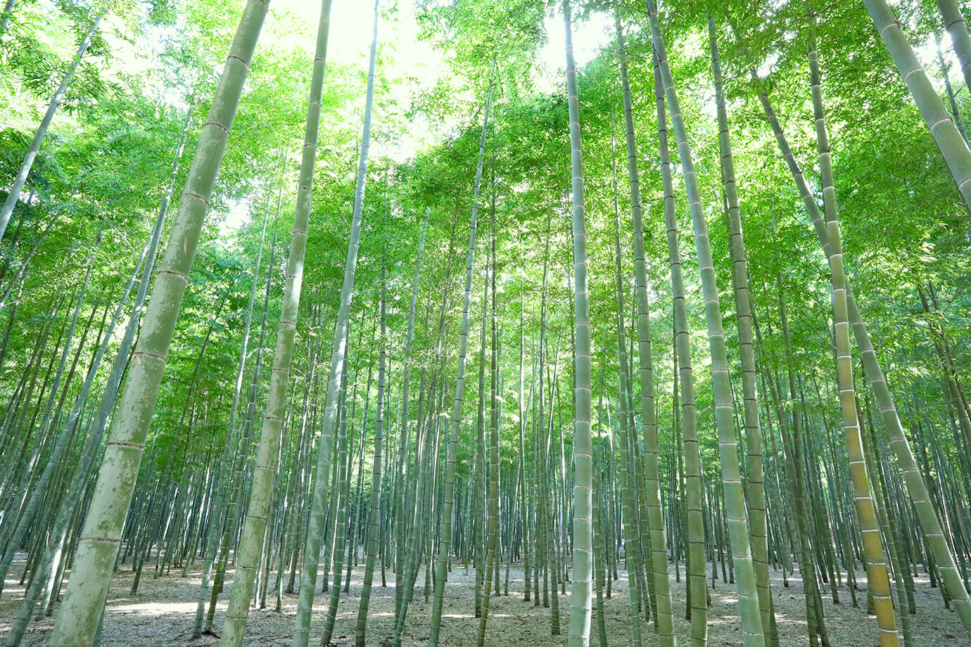 若竹之森 若山農場