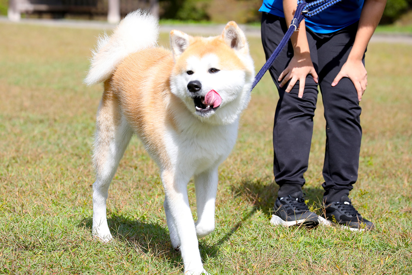 秋田犬親近處in千秋公園
